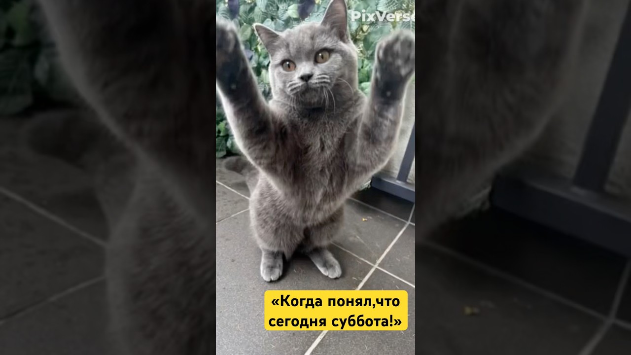 «Когда понял, что сегодня суббота! 😻🕺»