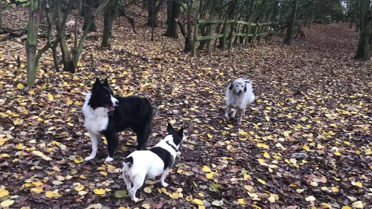 Dog Days of Coventry