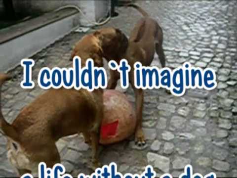 My Dog is the best - Buda and Luckie