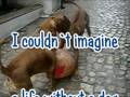 My Dog is the best - Buda and Luckie
