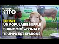 Bangladesh: un buffle nommé «Donald Trump» est épargné du sacrifice de l'Aïd et est envoyé au zoo
