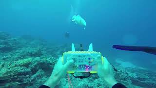 Exploration of underwater life with an acoustically controlled soft robotic fish