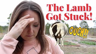 Sheep Labor Signs Sheep Lambing Video Lambing On Pasture Pulling A Stuck Lamb Katahdin Sheep