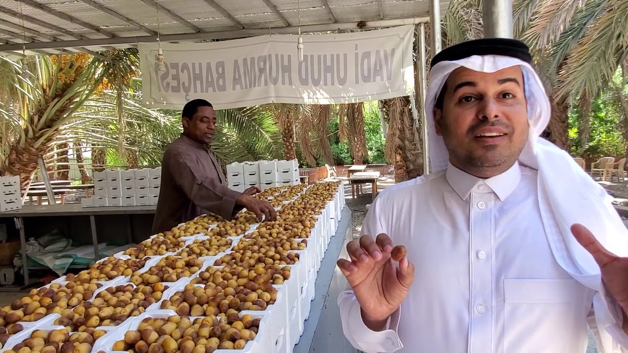 زيارة إلى مزارع عجوة العالية في المدينة المنورة ومعلومات هامة عن النخيل والتمور