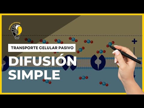 Vídeo: La difusió simple requereix energia?