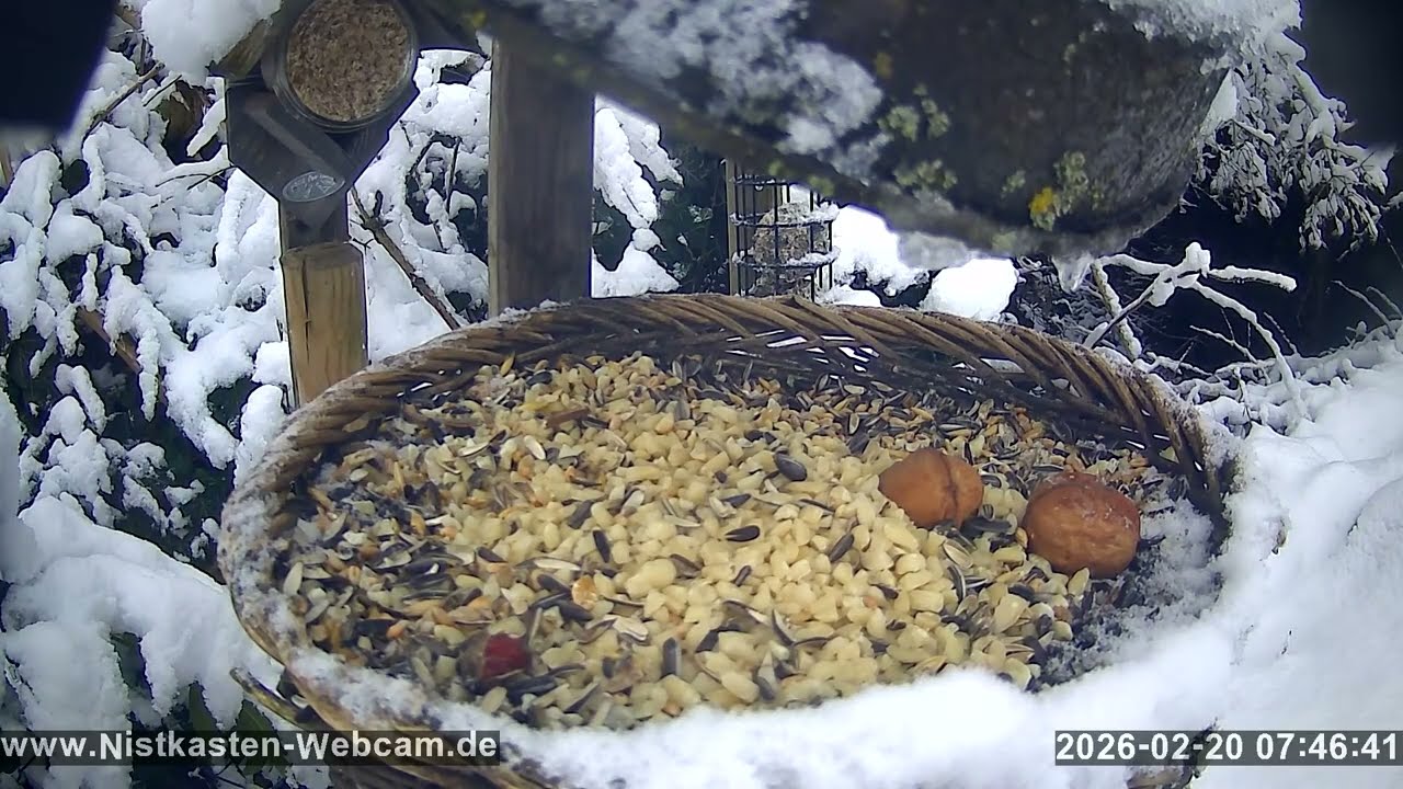 Von der Vogel Futterstelle am 20.  Februar 2026