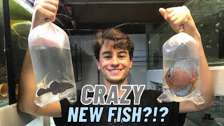 Buying NEW fish For KFS Fishroom