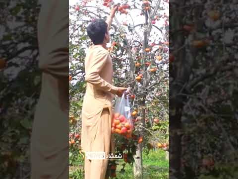 خوست کې سږ کال د سرو املوکو حاصلات زیات شوي