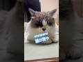 最近覚えた技を披露させてもろてます。#ラグドールもどき #保護猫と暮らす #猫のいる暮らし #猫好きさんと繋がりたい #狸寝入り　#猫のいる暮らし #保護猫
