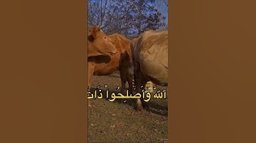 ||محمد صديق المنشاوي|| سورة الانفال #القرآن_الكريم #quran #اكسبلور