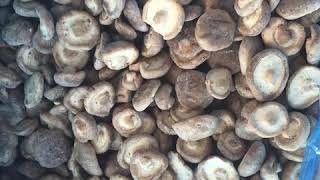 Detailed frozen shiitake mushroom Details
