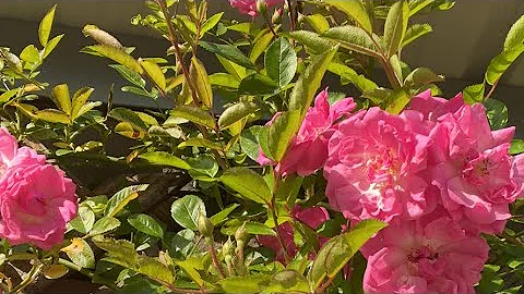 Climbing Rose Peggy Martin