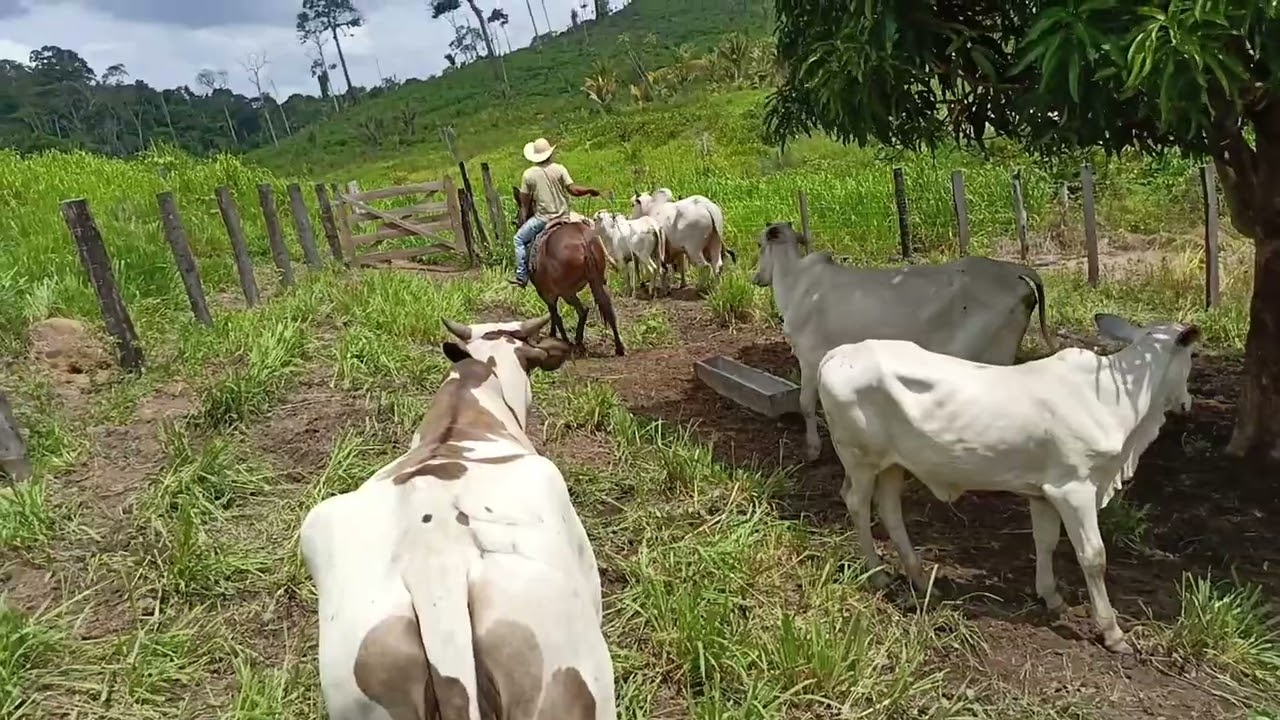 Separando as bezerras para ferrar