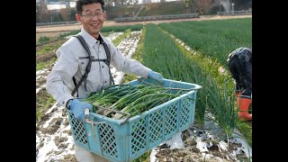 【導入事例】農業・こと京都様（サポートジャケット Bb+Fit）