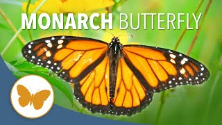 The Amazing Migration of the Monarch Butterfly