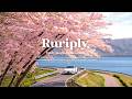 Playlist The Perfect Spring Playlist For Your Cherry Blossom Season Drives Ruriply 