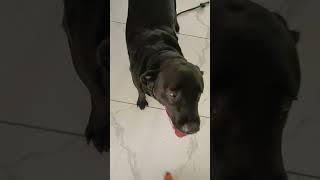 #dog#dogshorts#dogs#labrador#funnydogs#youtubeshorts#viral #viralshort#video#short#shortsviral 🖤🐈‍⬛