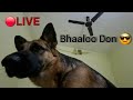 😰🥹 Bhaaloo Don got injured, My German shepherd got injured, She's in pain, sick, limping not eating