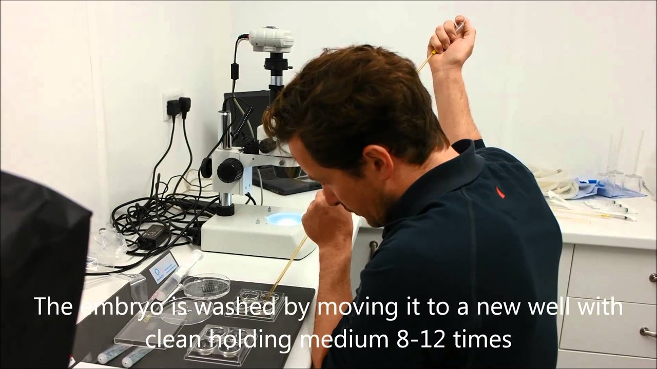 Equine Embryo Transfer YouTube