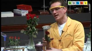 Free Range Chemistry (2008): Ammonia - Rose in Ammonia