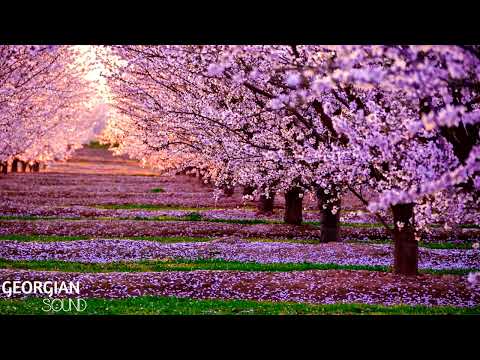 ნიაზ დიასამიძე 33ა დრომალე Niaz Diasamidze 33a Dromale