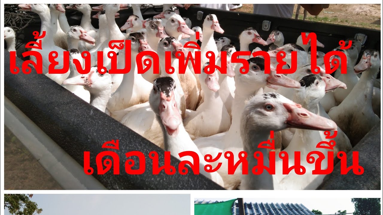 การเลี้ยงเป็ดเทศบาบารี่ #อาชีพเสริมเพิ่มรายได้ #ต้นทุนกำไร