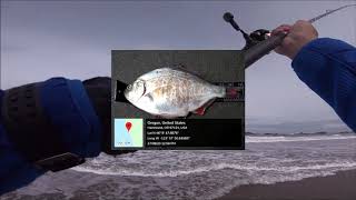 First Online Surf Fishing Tournament screenshot 4