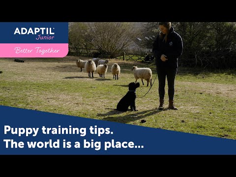 Video: Adoptuojamas savaitės šuo - Arlo