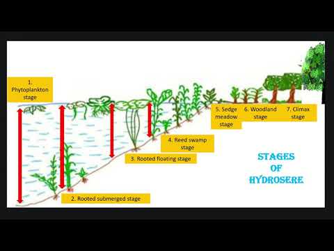 Video: Wat is het verschil tussen Hydrosere en Xerosere?