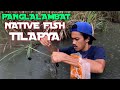 PANGLALAMBAT NATIVE TILAPYA|PAMUMUKOT|ang lakas pa ng ulan kinabukasan