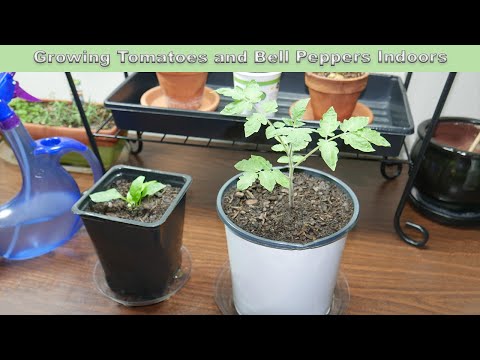 Growing Tomatoes and Bell Peppers Indoors Under Grow lights (Part 1)