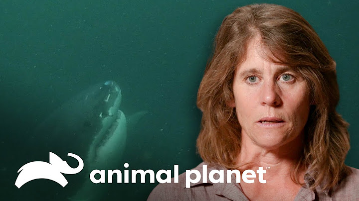 Impactante revelación de sobreviviente de un ataque de tiburón | Solo y en peligro | Animal Planet