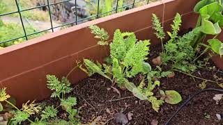 Wild Legumes Plant Themselves And A New Colony Moved Itself Into The Hive Boxes