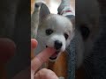 petite fille pomsky pâle