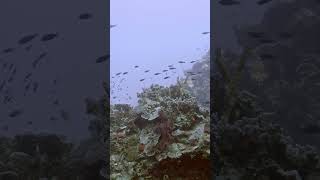 Balanced reef both energetic and peaceful teeming with life.  #nature #reef #ocean #nature #fish