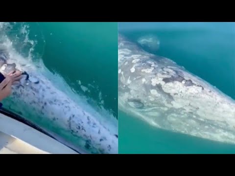 Friendly Grey Whale Swims Close To Boat