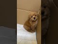 A poor poodle puppy is barking #shorts #shortvideo #ytshorts #poodle #barking #puppy #cute #pet
