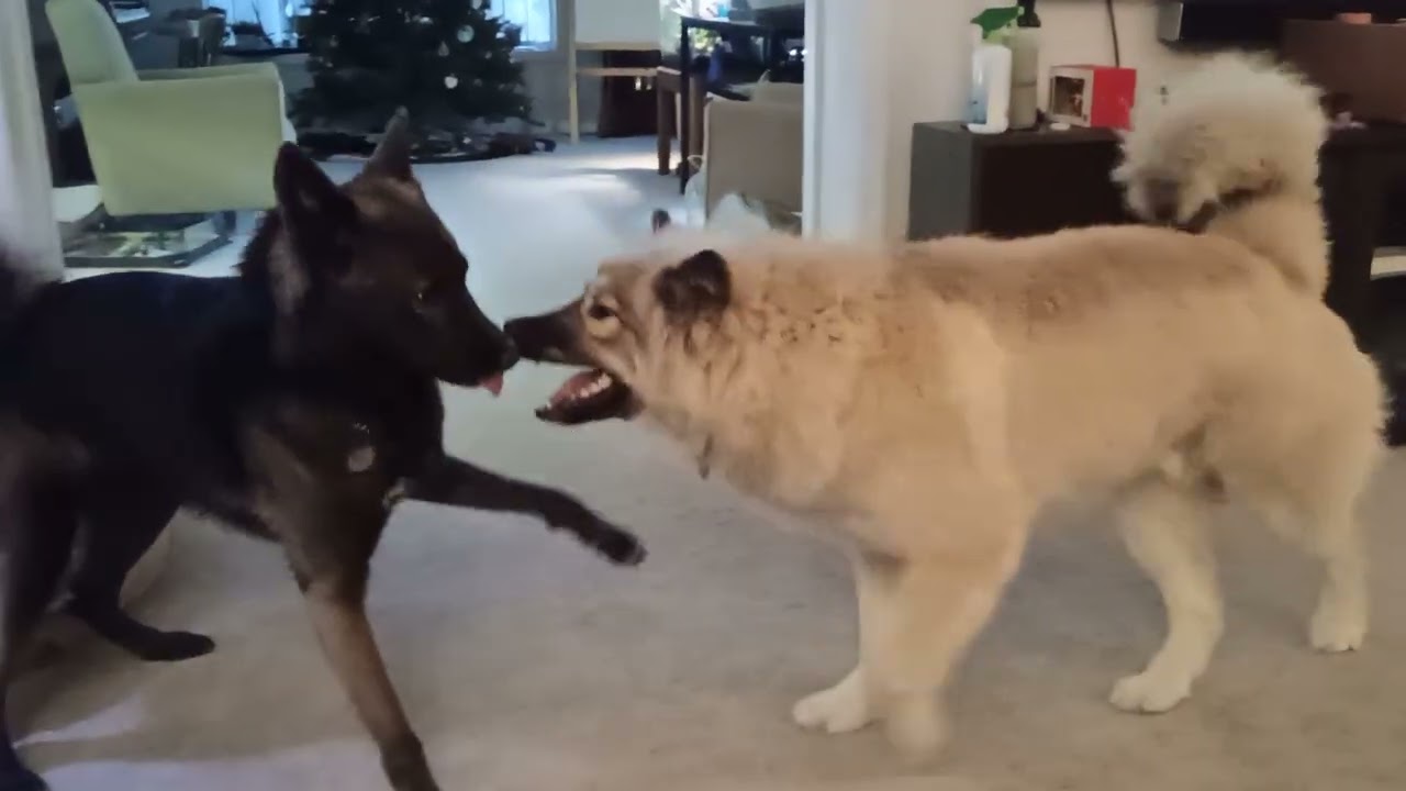 Ranger tries to eliminate his competition 