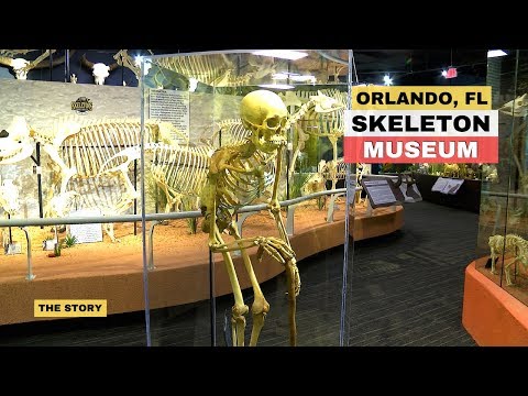 Orlando Skeleton Skull Museum Of Osteology-Should You Go?