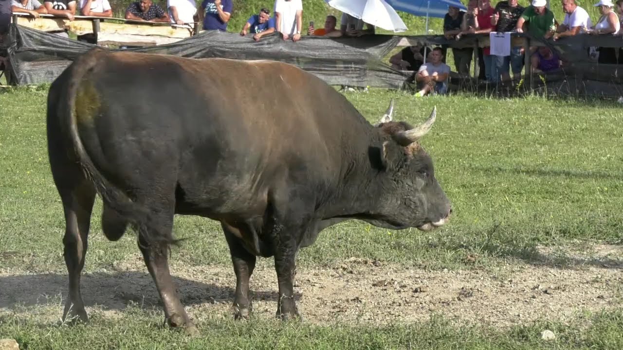 - BIJELI MARKO I BAĆANKO, PUTOVIĆI ZENICA 2024 KOD SELVERA KARIĆA