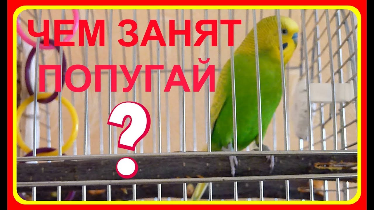 ЧЕМ ЗАНЯТ ПОПУГАЙ В КЛЕТКЕ//КАК КРАСИВО ПОЕТ ВОЛНИСТЫЙ ПОПУГАЙ//зеленый ...