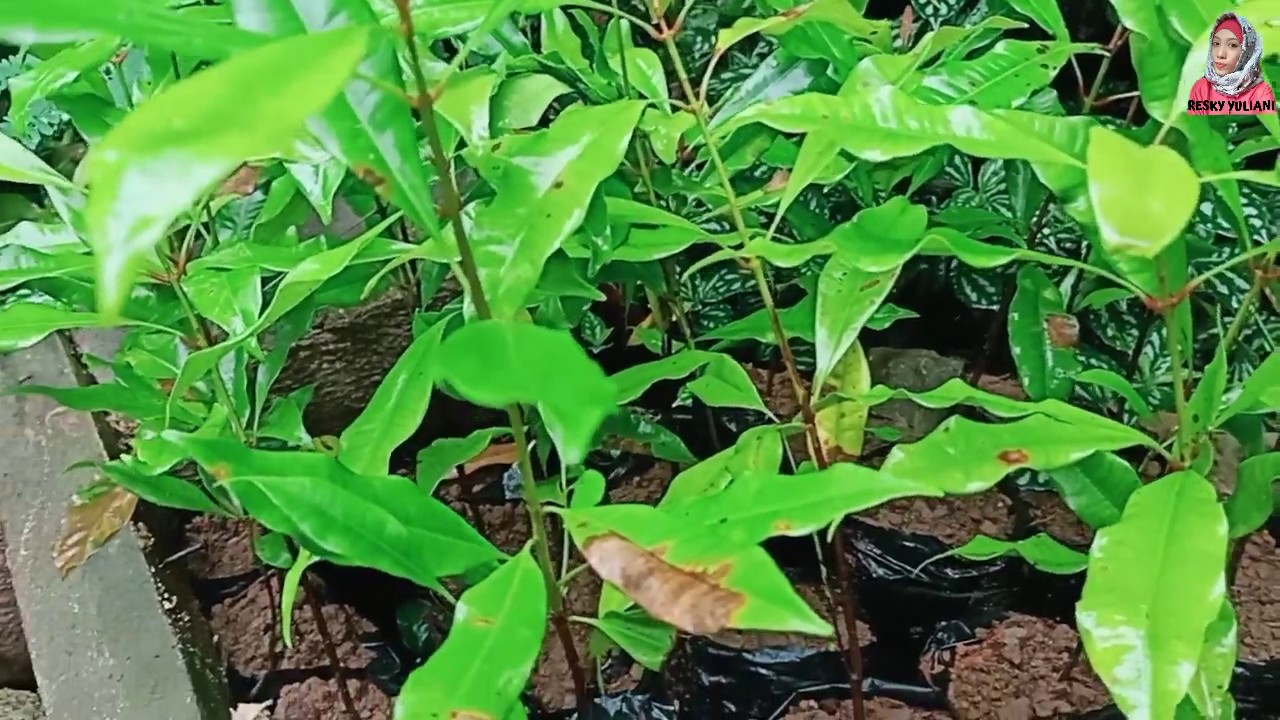 Cara Menanam Cengkeh Agar Cepat Berbuah 