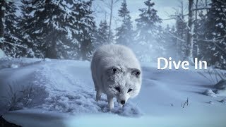 Arctic Fox presents Dive In