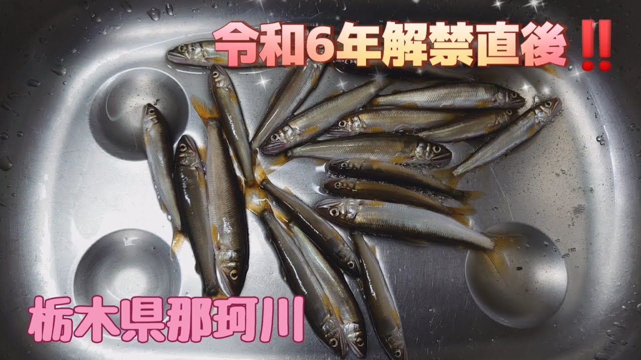 毛バリで稚アユ釣り♪