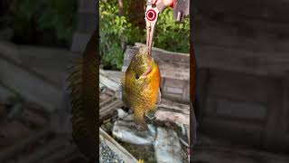 #charlesriver #massachusetts #bassfishing #bluegill #bostonriver #fish #bass #stripedbass #fishing