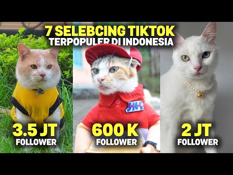 Video: 7 Komentar Yang Membuat Cringe Pemilik Kucing