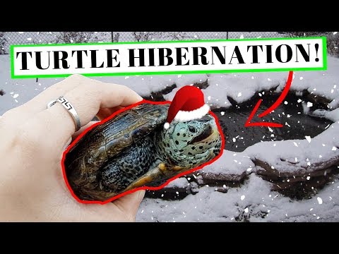 Video: Moet je een gemarginaliseerde schildpad in winterslaap houden?