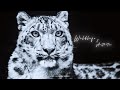 Wildlife/ Aesthetic (4k)