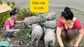 Ra hầm cá cắt rau muống cho đàn heo ăn no nê rồi ngủ hjhj #thanhgiangvlog