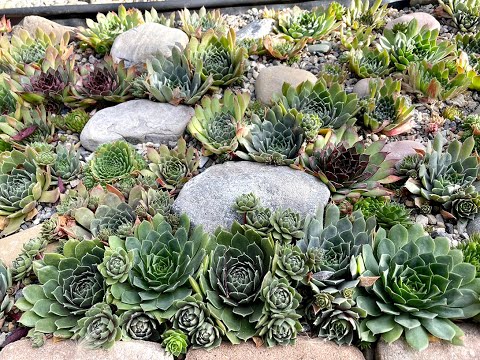 Fun Garden Moments: Succulents 'Sempervivum' Path 2